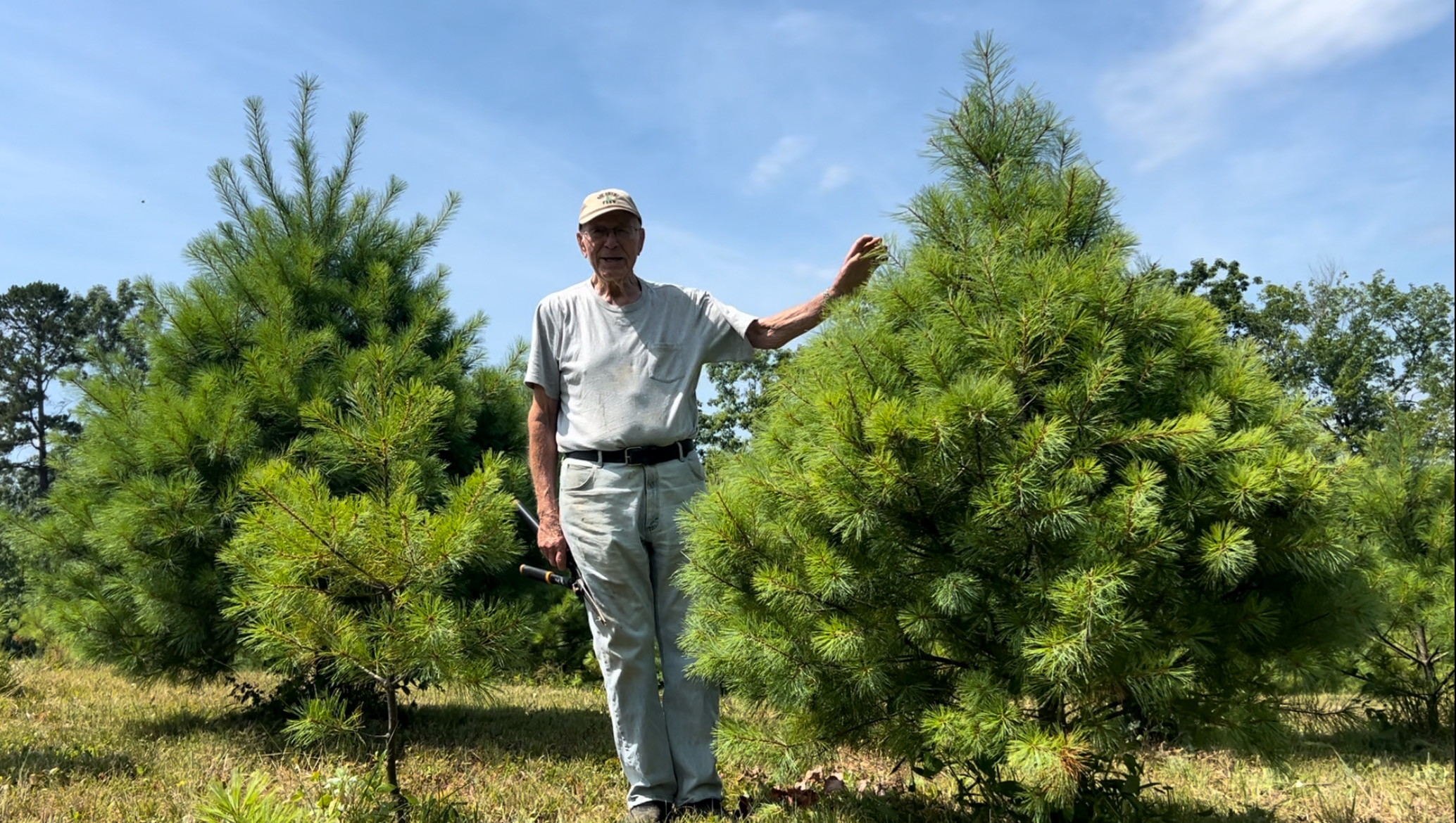 An elderly man wearing a white t-shirt, light pants, and a beige cap stands outdoors beside a small, lush pine tree. He holds onto the tree with one hand while standing amongst other pine trees on a sunny day, with the sky and surrounding greenery visible in the background.