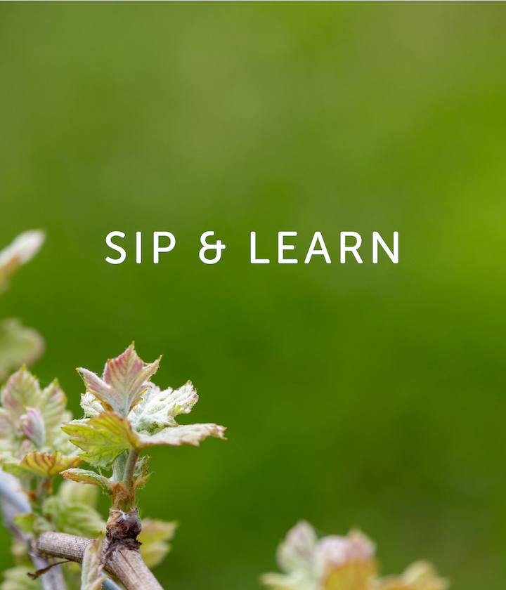 Sip & Learn graphic