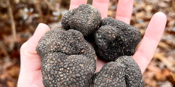 hand holding black truffles